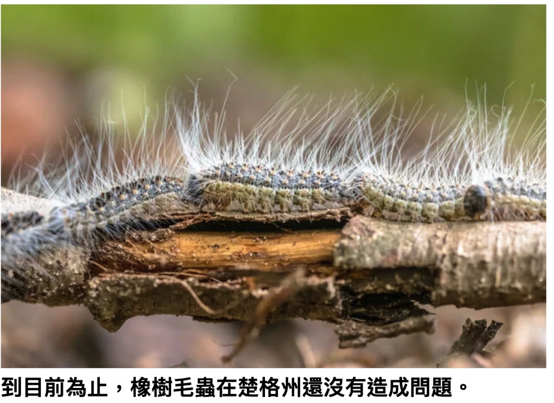 到目前為止,橡樹毛蠱在楚格州還沒有造成問題。