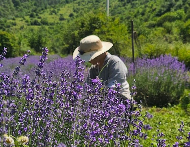 2024-08-01
車臣第一個薰衣草農場 ...

當我們種植山薰衣草時，
山鷹在我們頭頂 ...