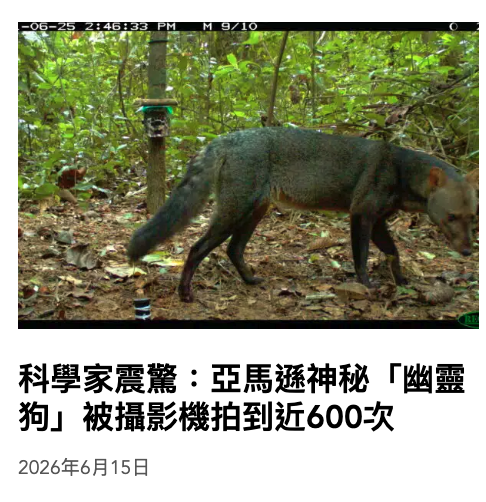 科學家震驚亞馬遜神秘「幽靈狗」被攝影機拍到近600次2026年6月15日