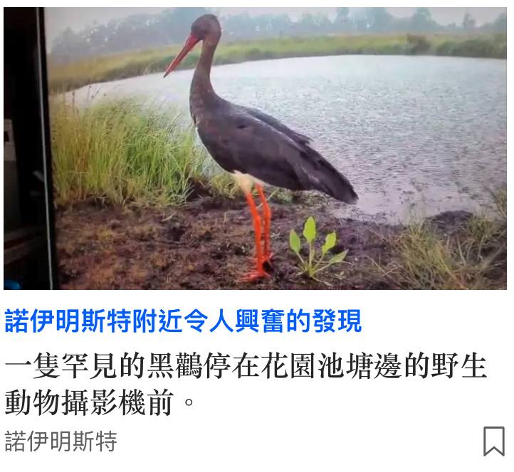 一隻罕見的黑歡停在花園池塘邊的野生動物攝影機前。諾伊明斯特N